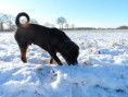 /album/kay/eerste-keer-sneeuw1-jpg/